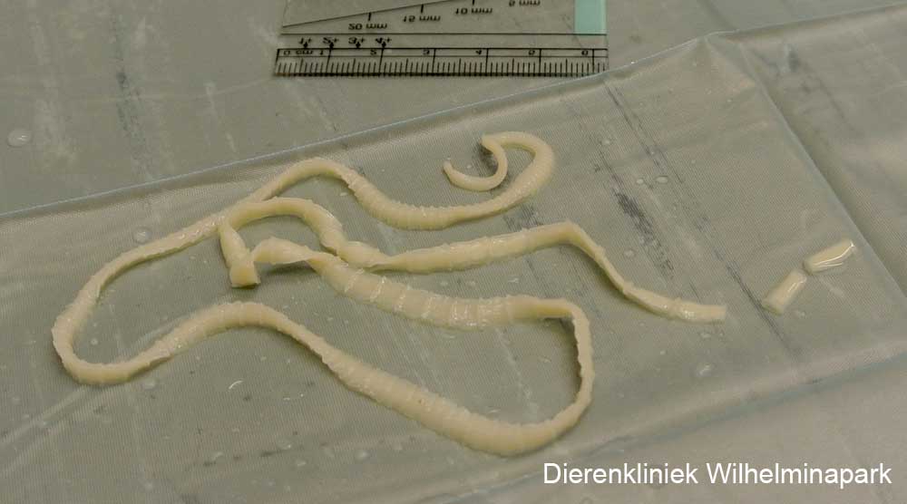Een grote honden lintworm